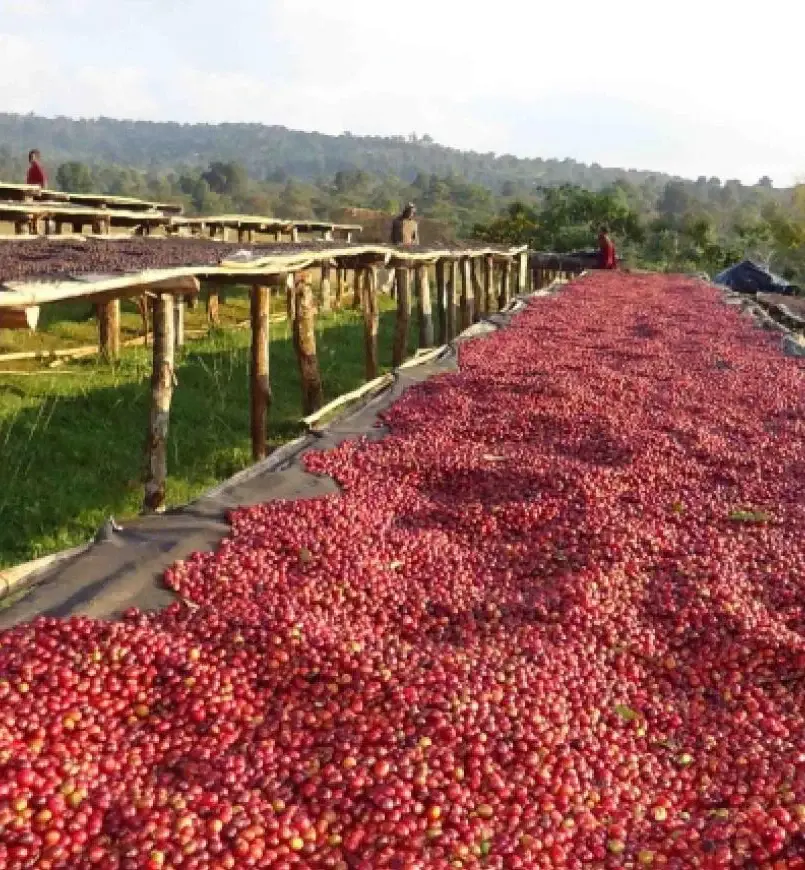 Ethiopian (Yirgacheffe, Sidamo – Floral & Fruity Profiles)