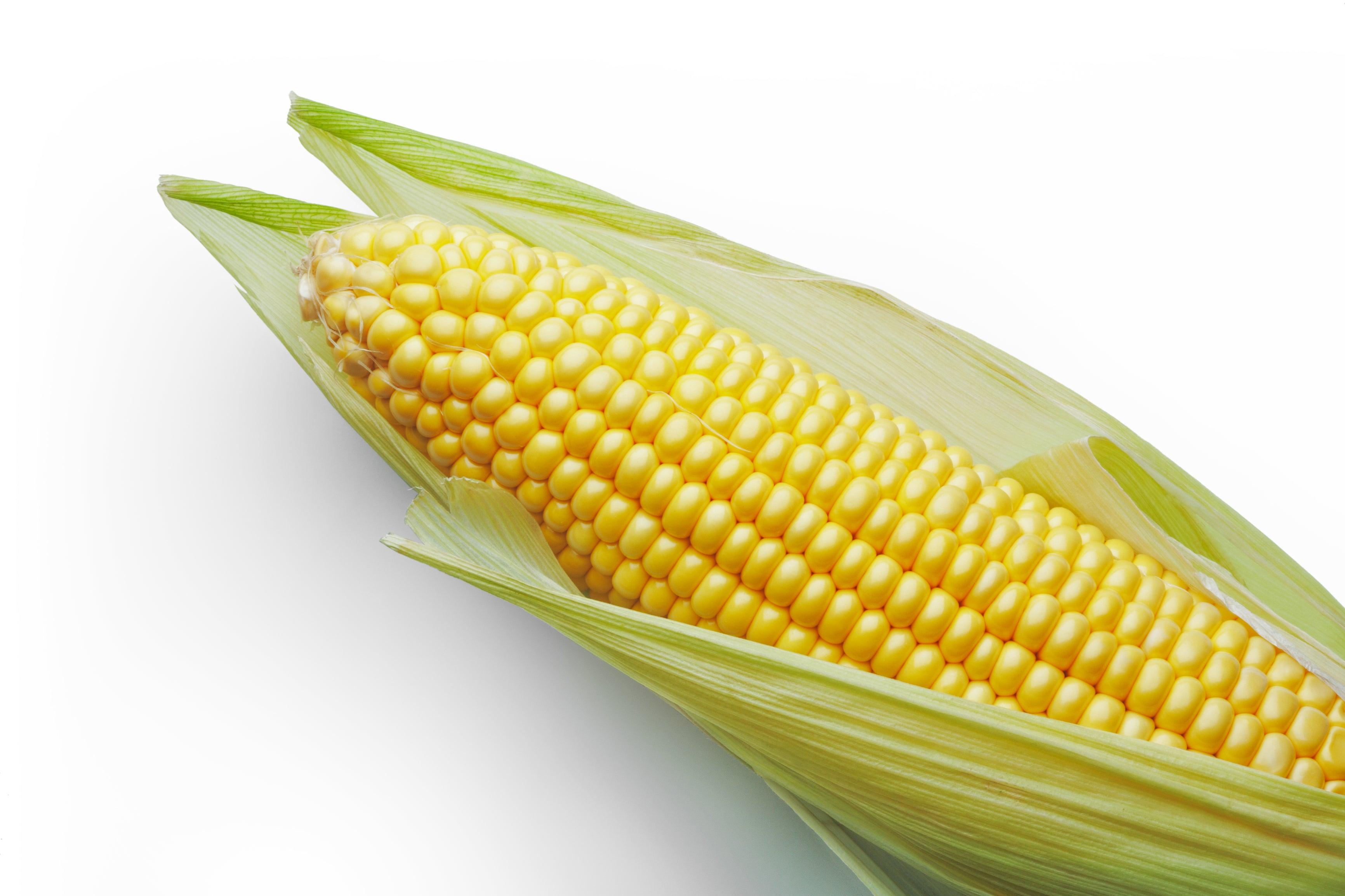 Hybrid Corn Seeds