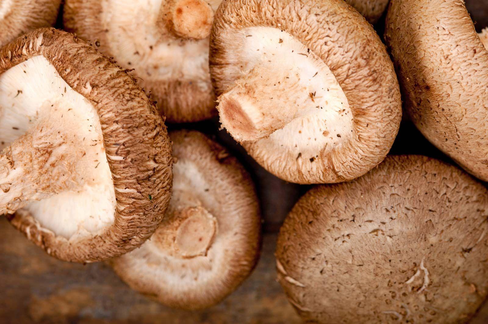 Shiitake