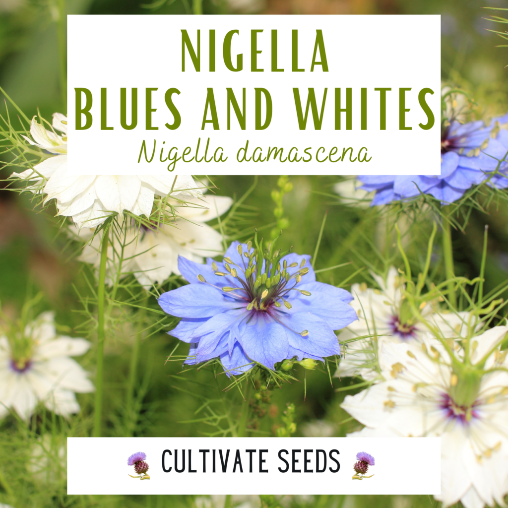 Nigella Seeds