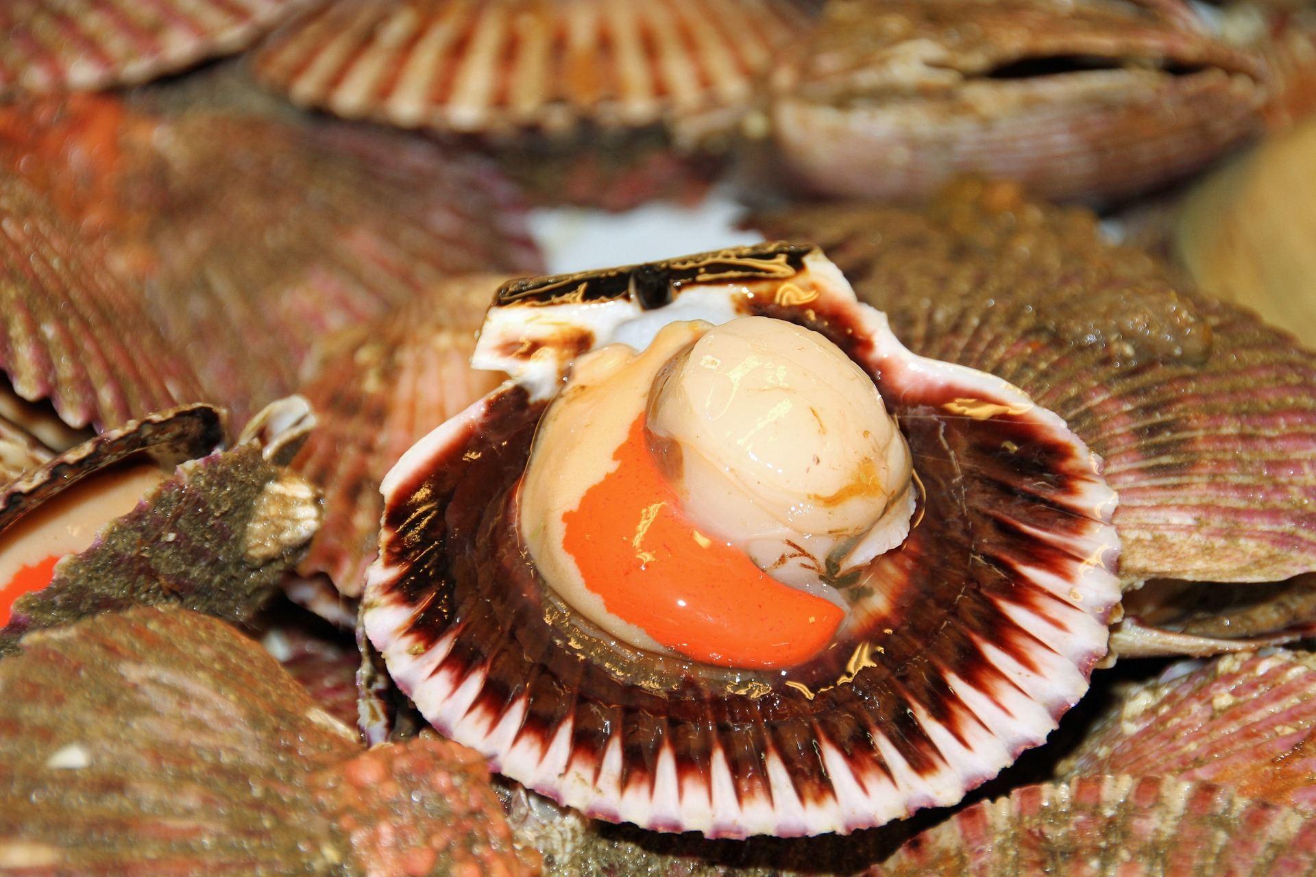 Fish Maw & Dried Scallops