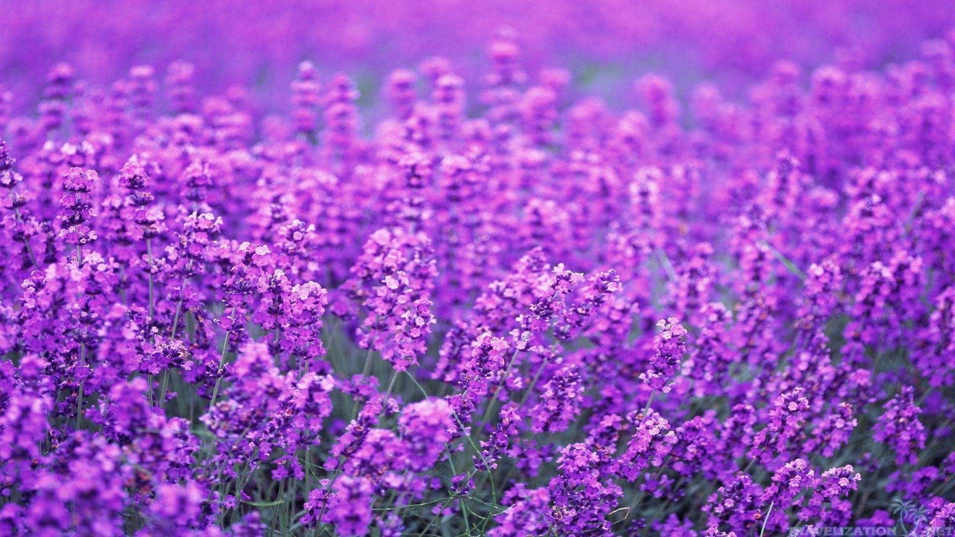 Lavender Flowers