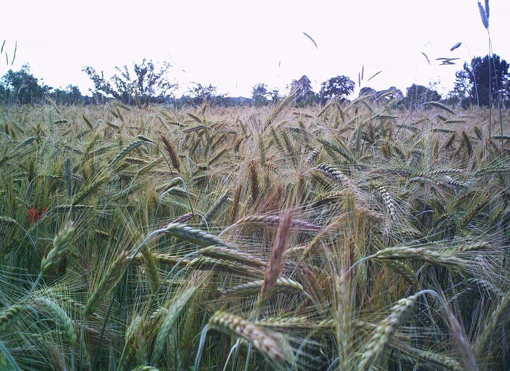 Other Forage (Rye, Vetch, Buckwheat)