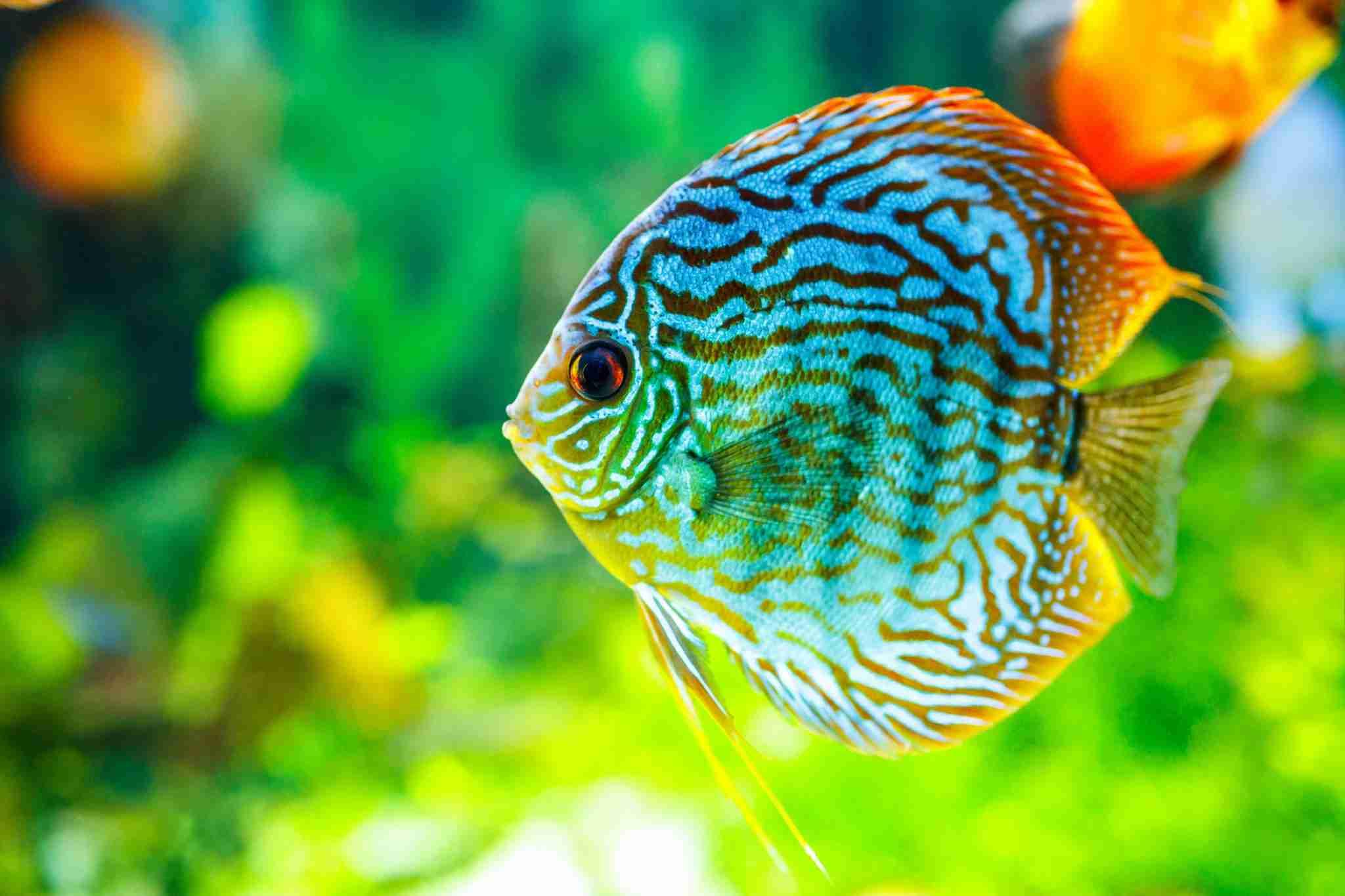 Whole Fish (Ice-Packed)