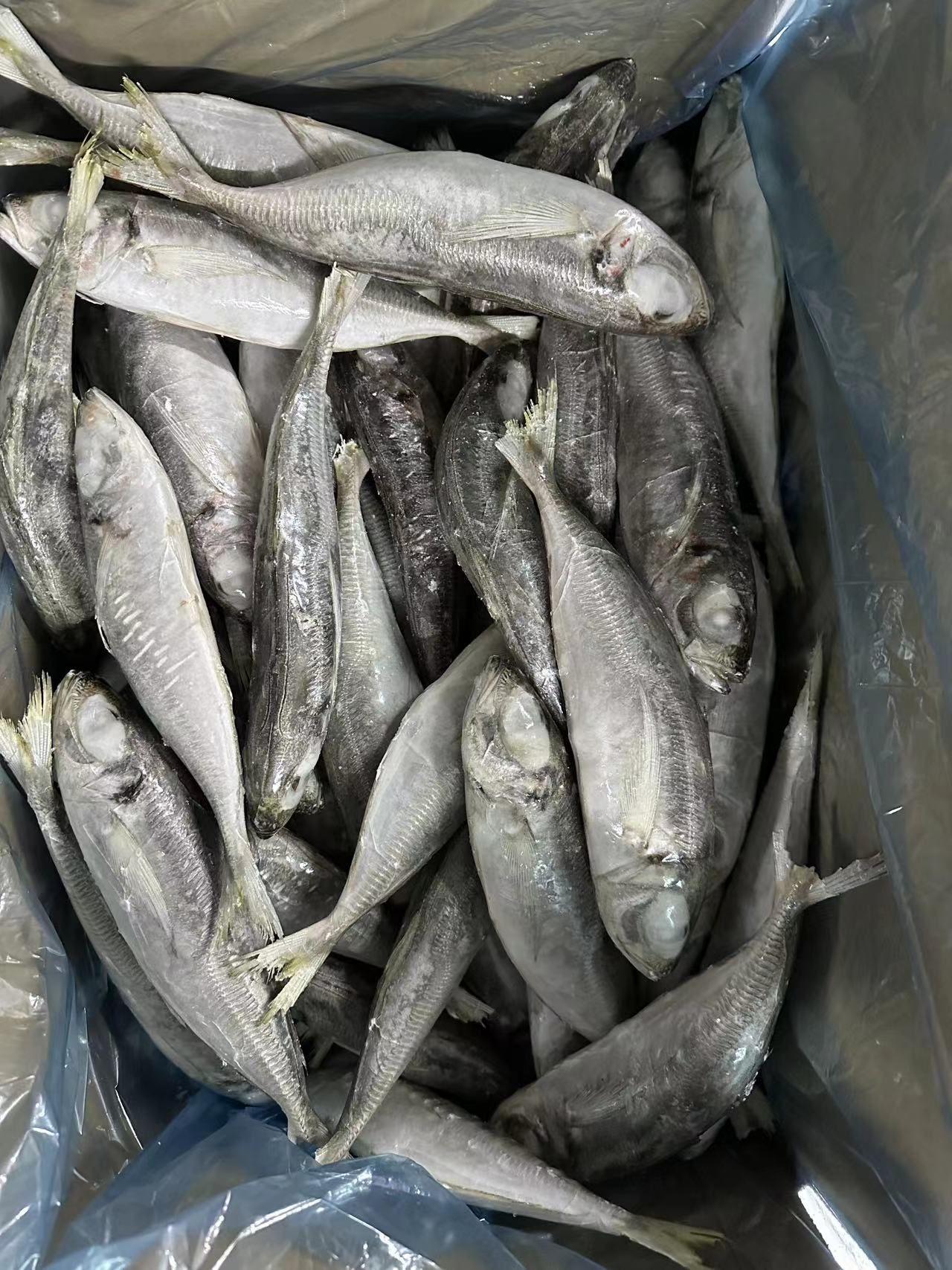 Mackerel (Atlantic, Pacific, Spanish, Horse)