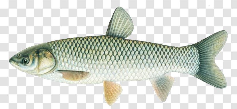Carp (Common, Grass, Silver, Bighead)