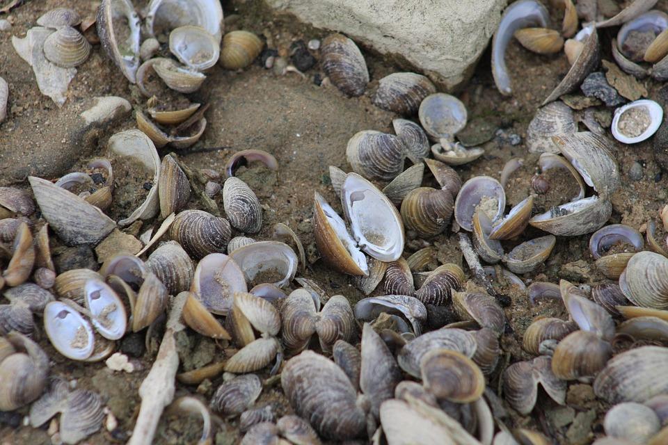 Mussels