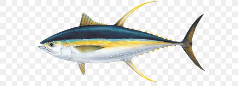 Canned Tuna (Oil, Water, Brine)