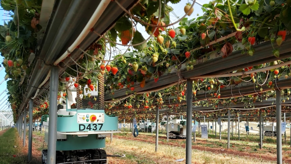 Strawberry picking robots