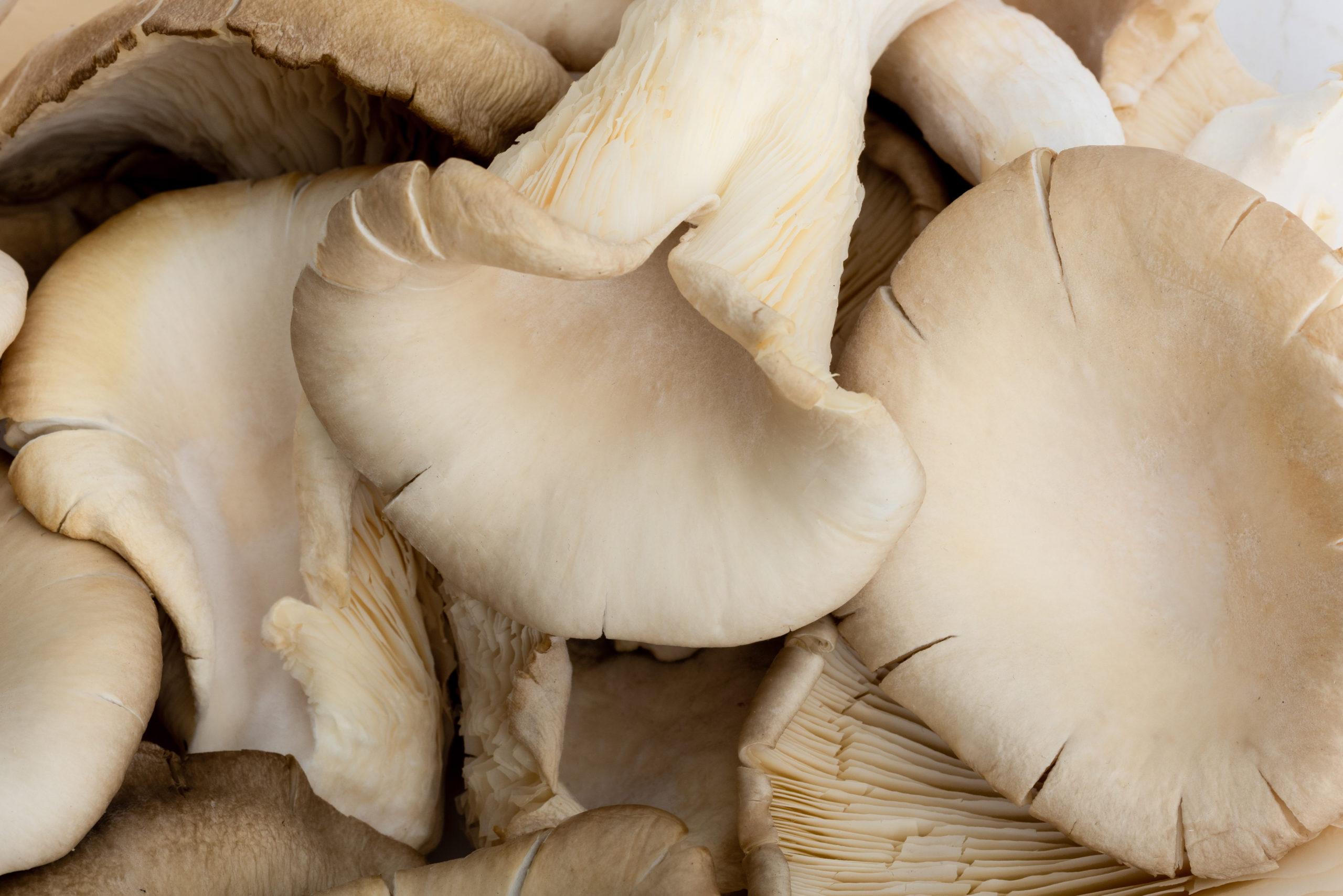Oyster Mushrooms