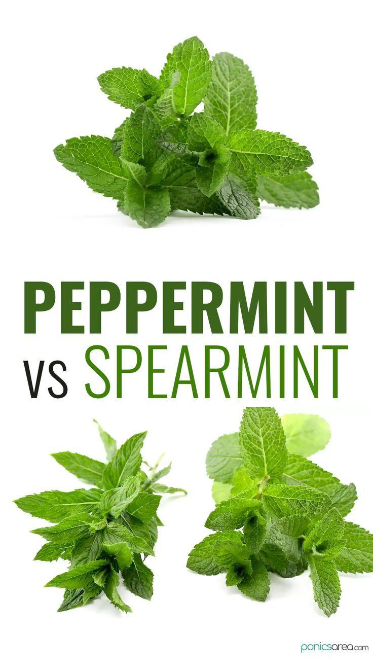 Mint (Peppermint, Spearmint)