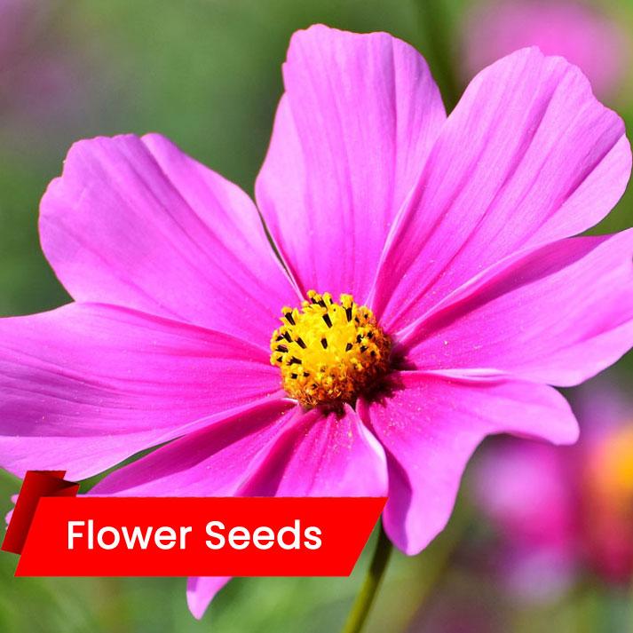 Coneflower / Rudbeckia Seeds