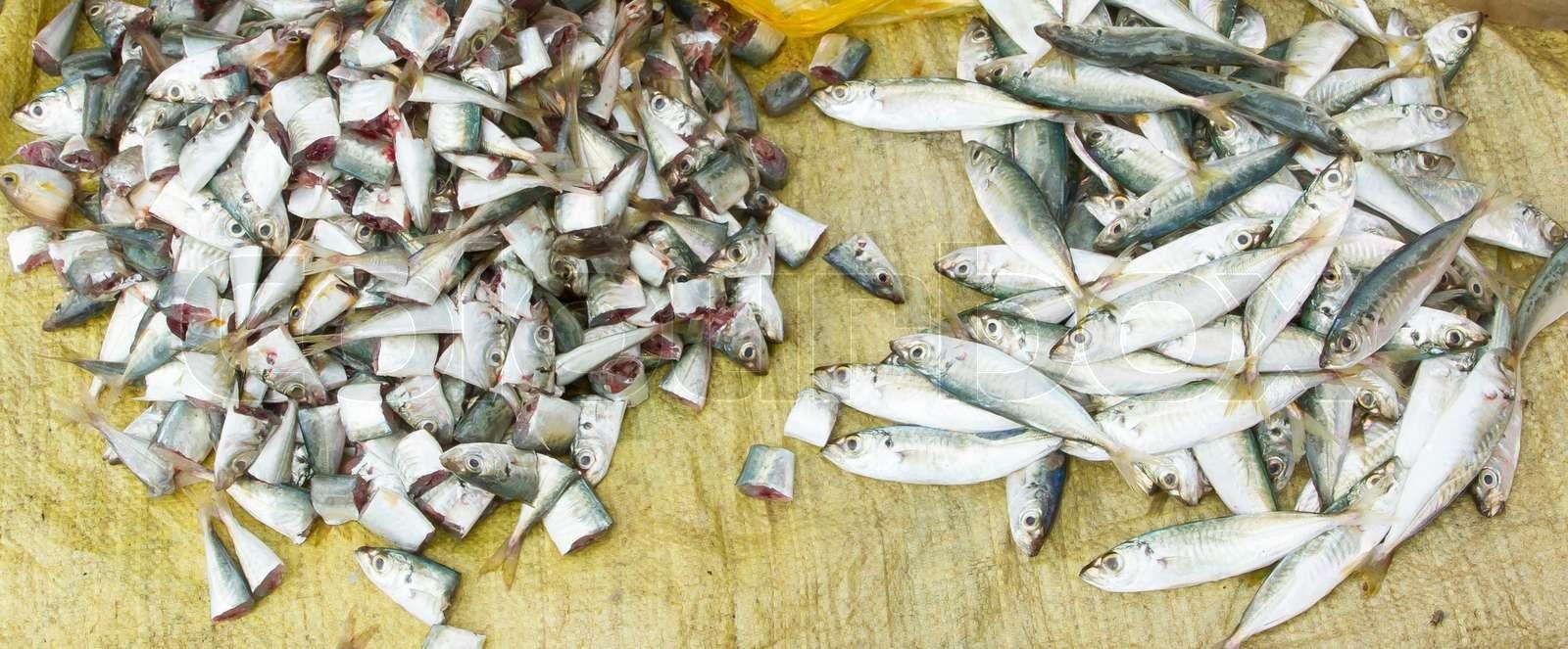 Canned Sardines & Mackerel