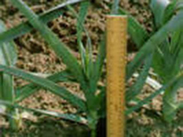 Leek