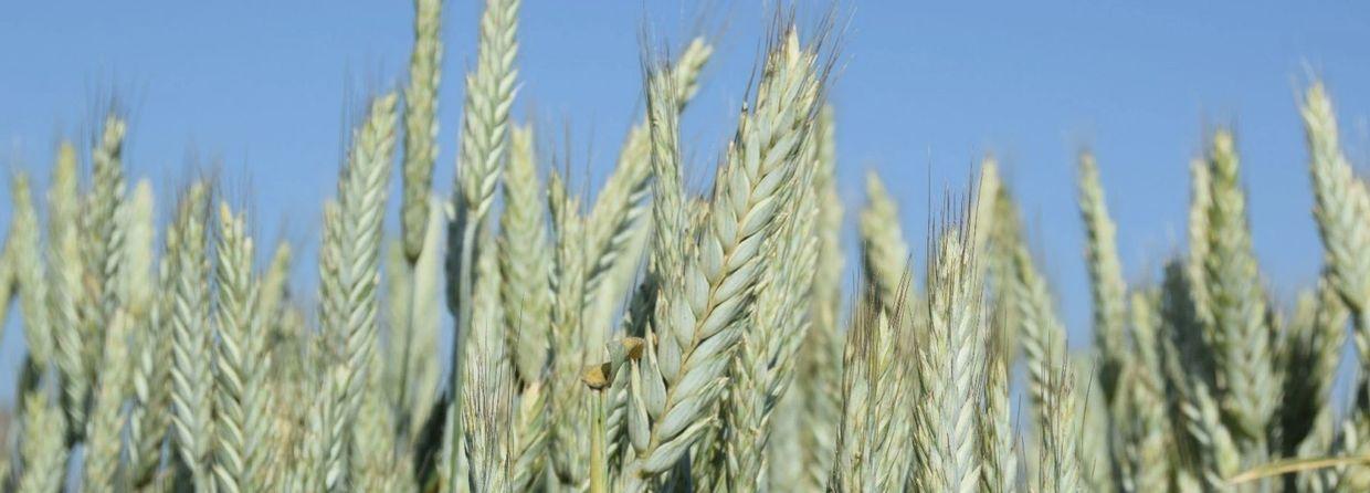 Triticale Seeds