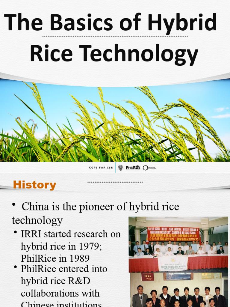 Hybrid Rice Varieties