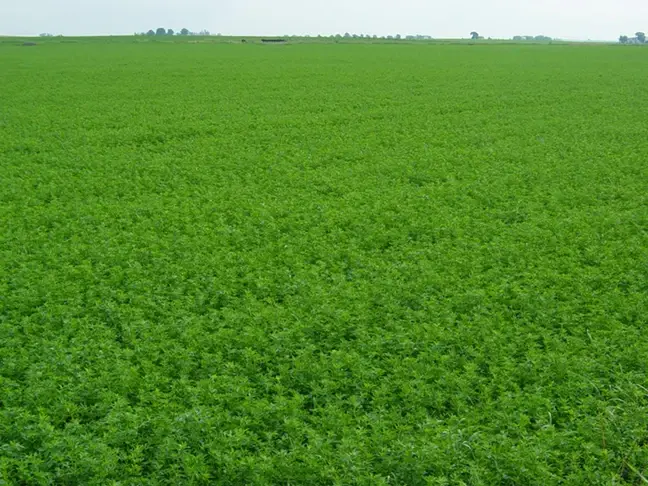 Alfalfa / Lucerne