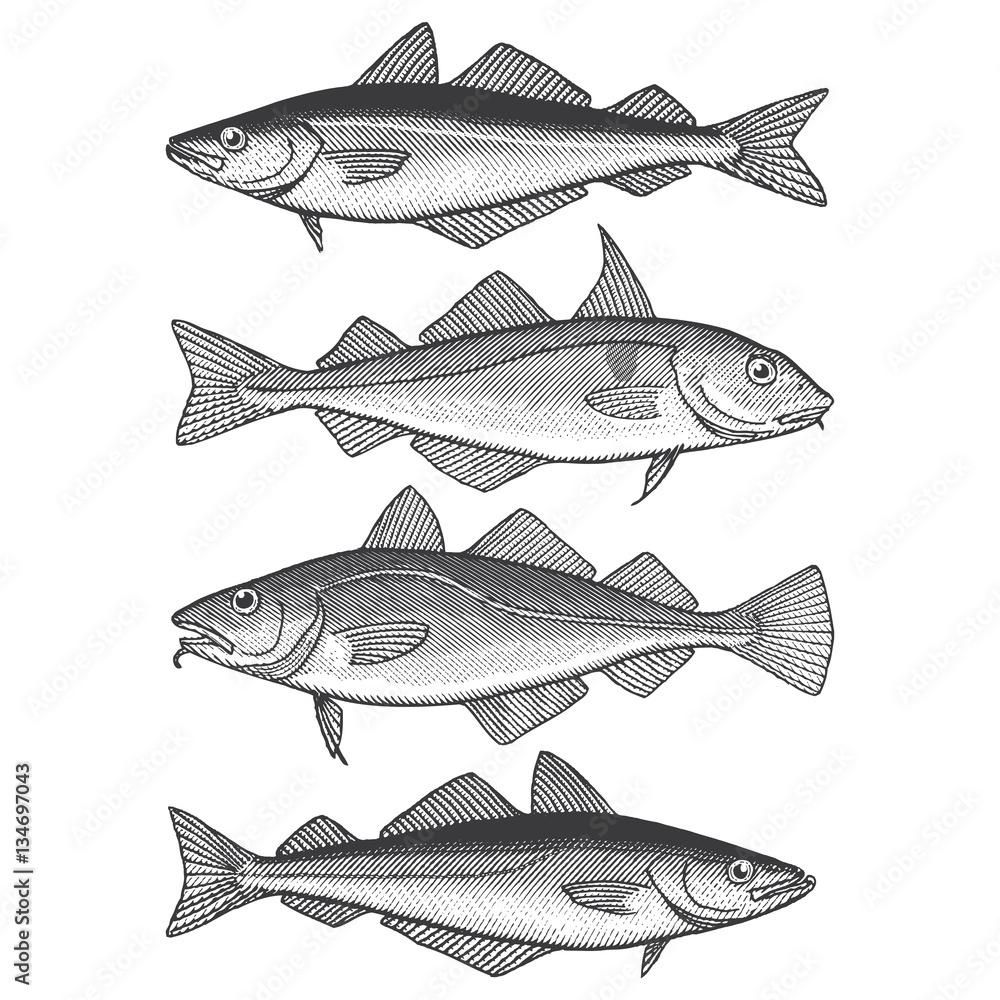 Cod, Haddock & Pollock