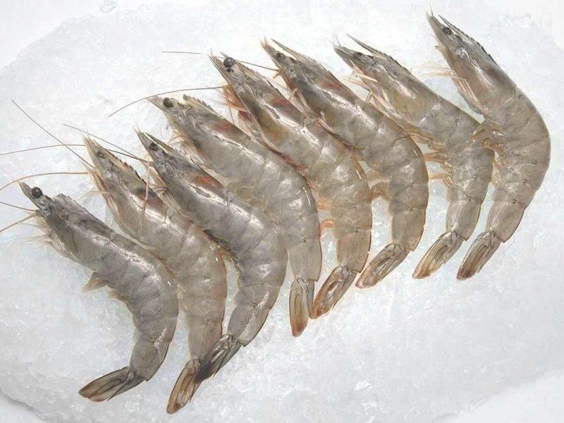 IQF Shrimp & Fish
