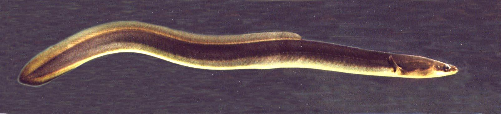 Eel & Specialty Freshwater Fish