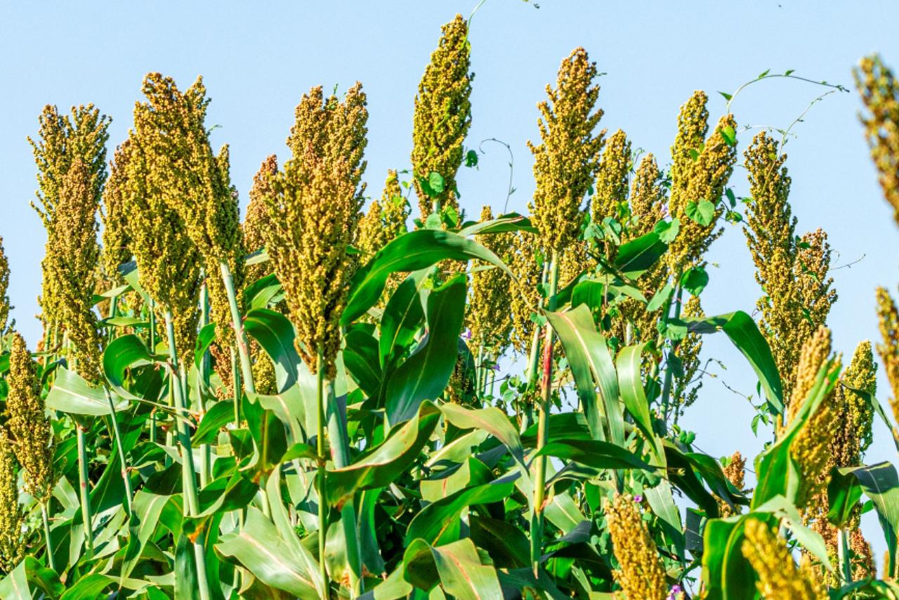 Sorghum Seeds