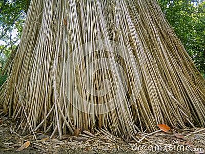 Tossa Jute / Brown Jute (Corchorus olitorius)