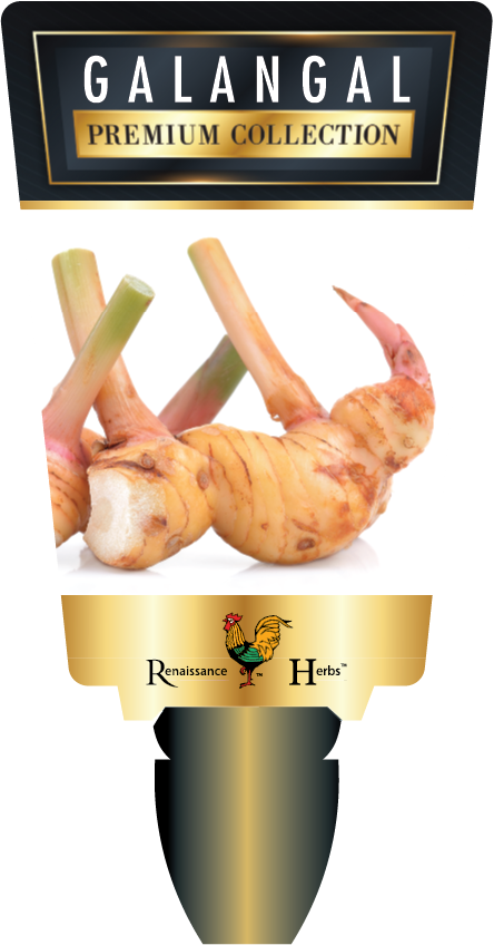 Galangal (Greater, Lesser)