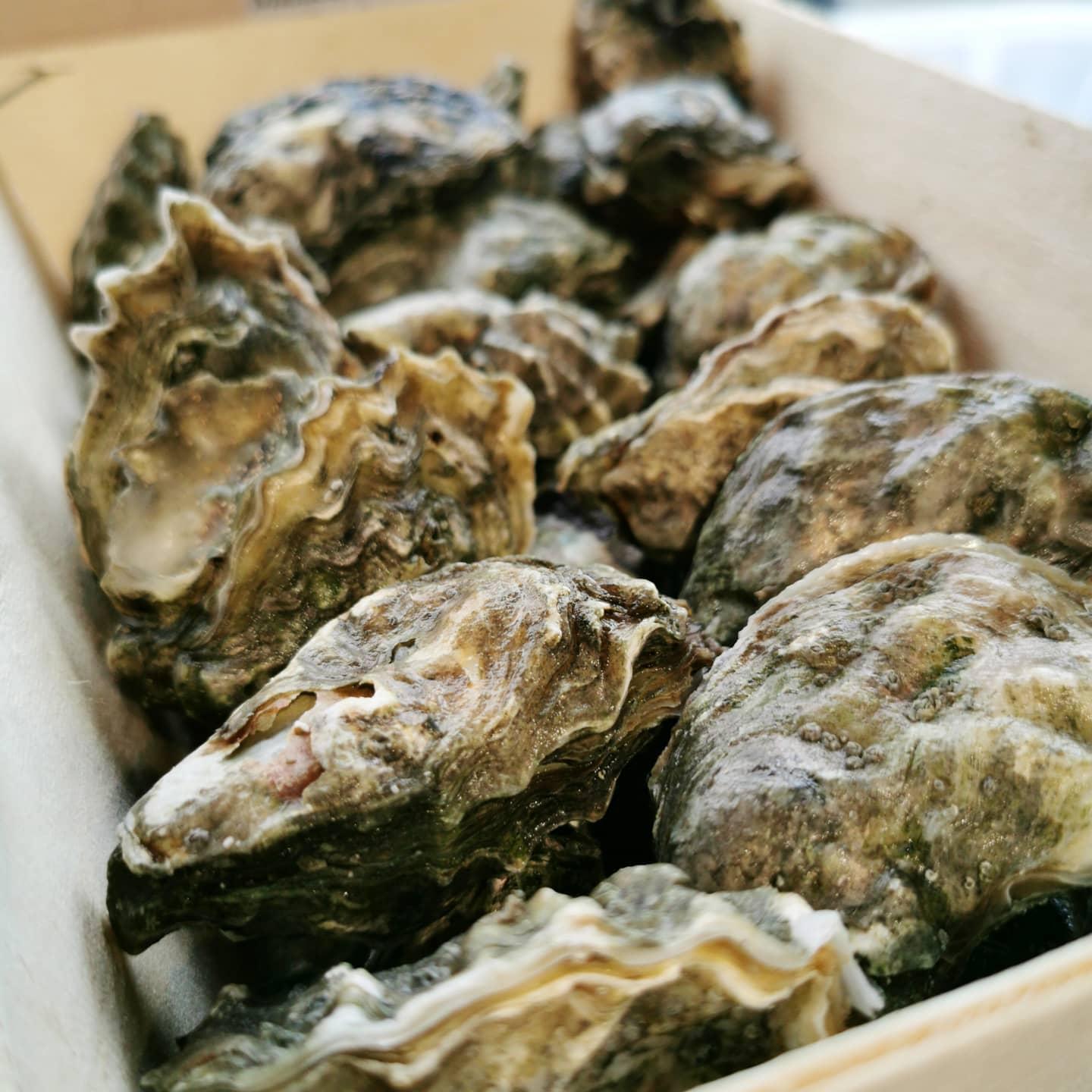Oysters (Pacific, Eastern, Kumamoto)