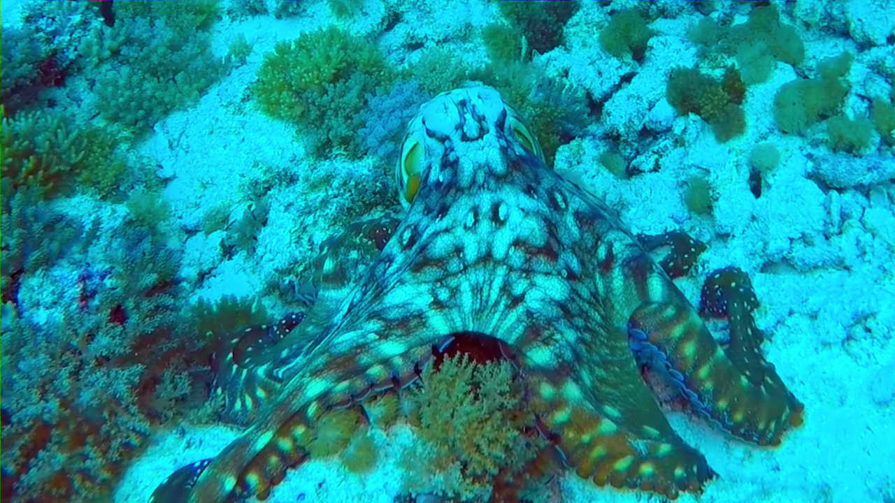 Octopus
