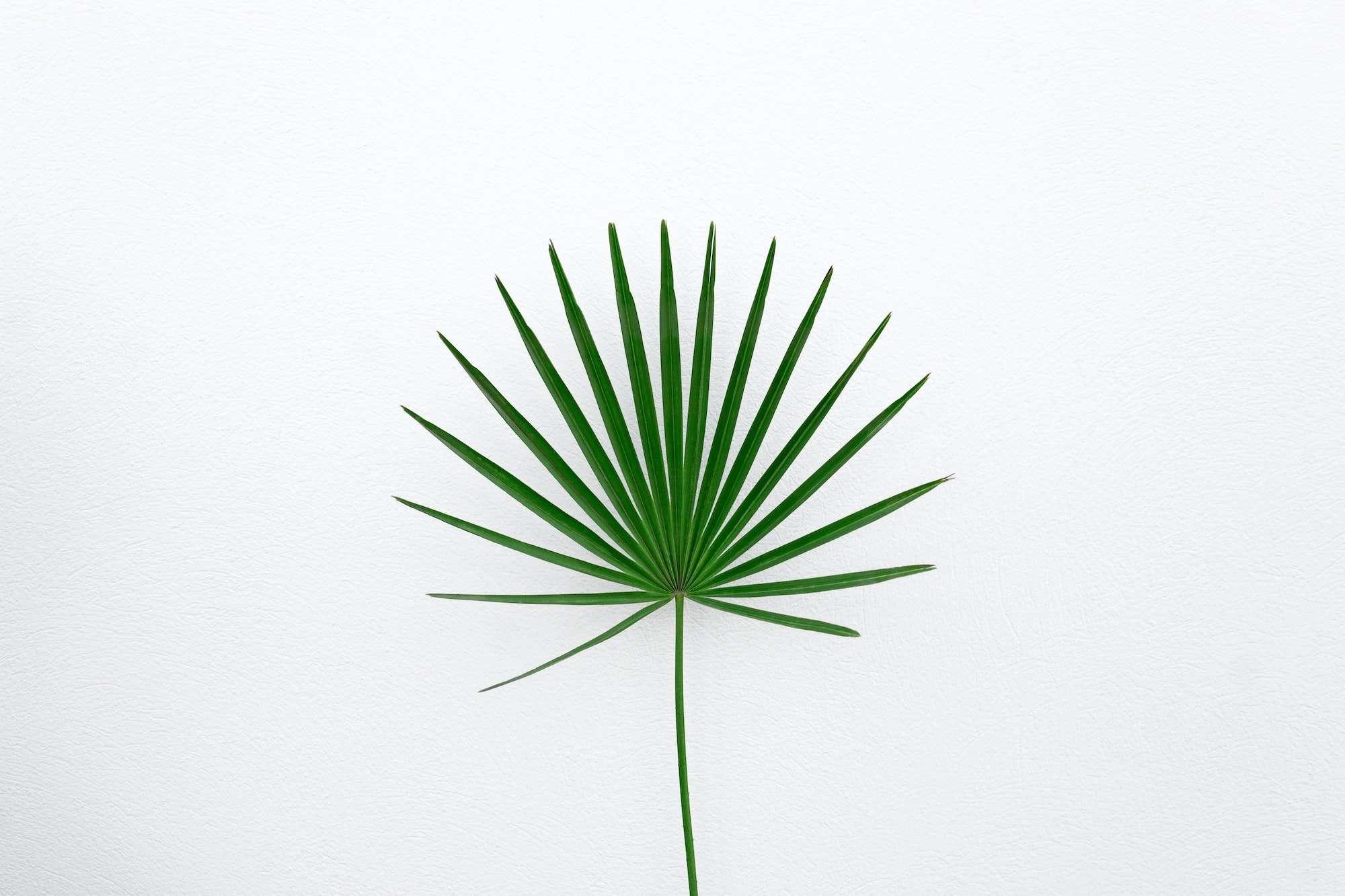 Palm Leaf Products