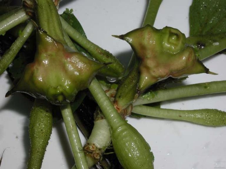 Water Chestnut