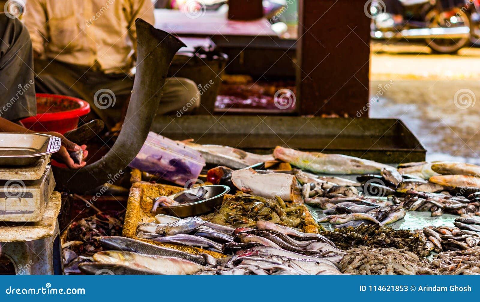 Asian Freshwater Fish (Rohu, Katla, Hilsa, Snakehead)