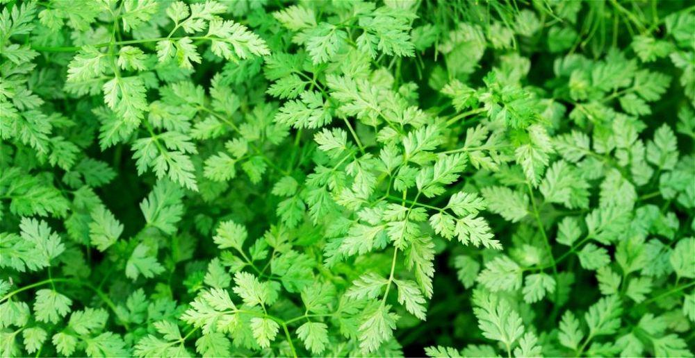 Chervil