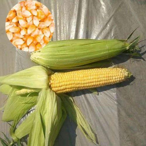 Sweet Corn Seeds