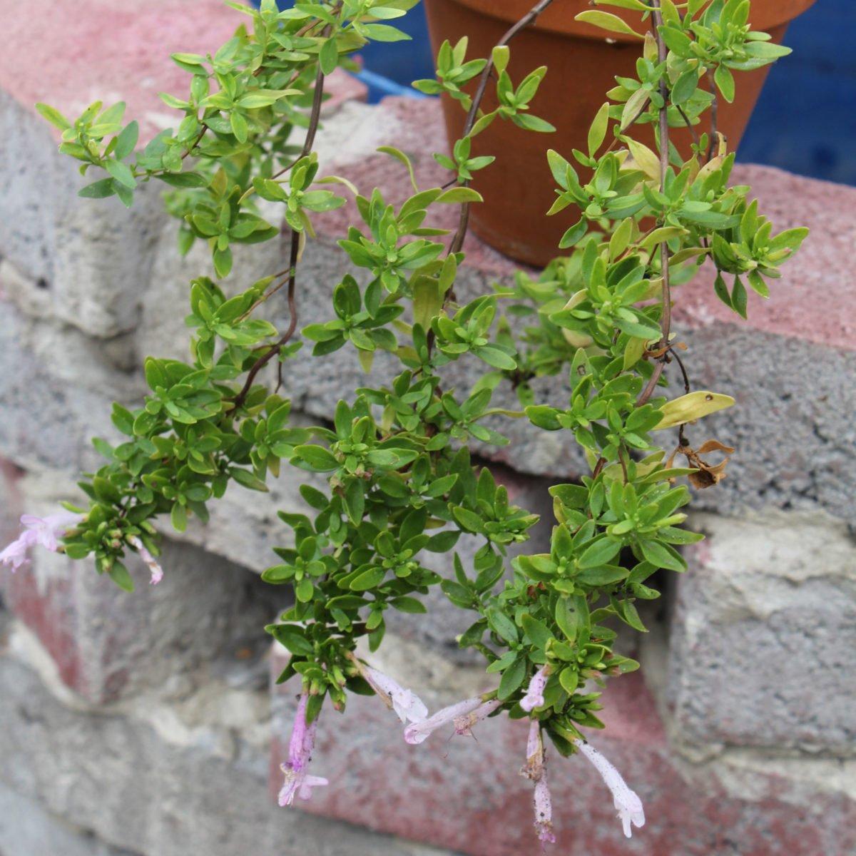 Mexican Oregano