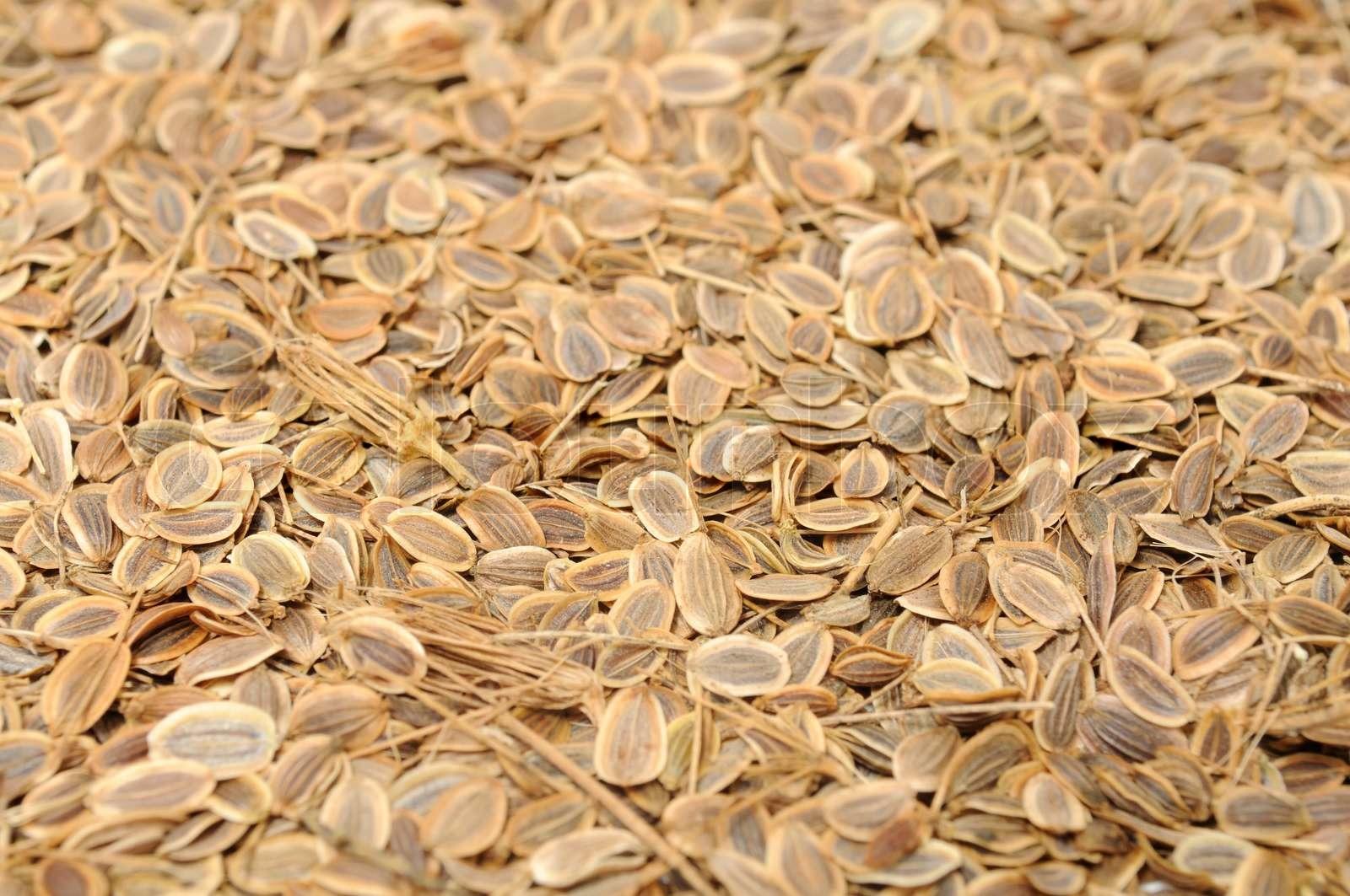 Dill Seeds