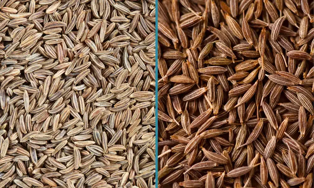 Cumin & Caraway Seeds
