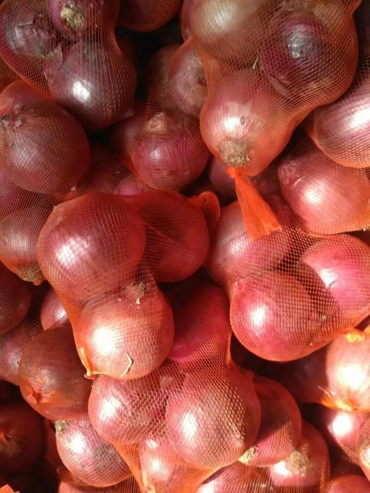 Onion (White, Red, Yellow)