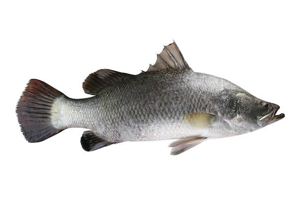 Premium White Fish (Sea Bass, Grouper, Snapper, Barramundi, Sablefish)