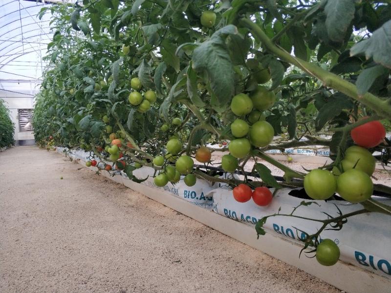 Tomato (Field & Greenhouse)