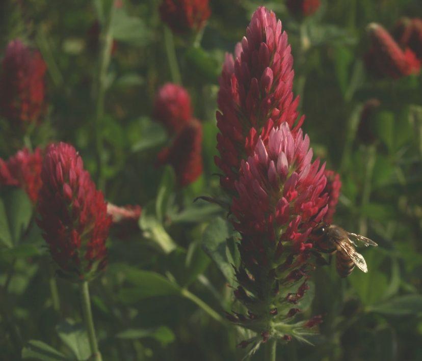 Clover (Red, White, Crimson)