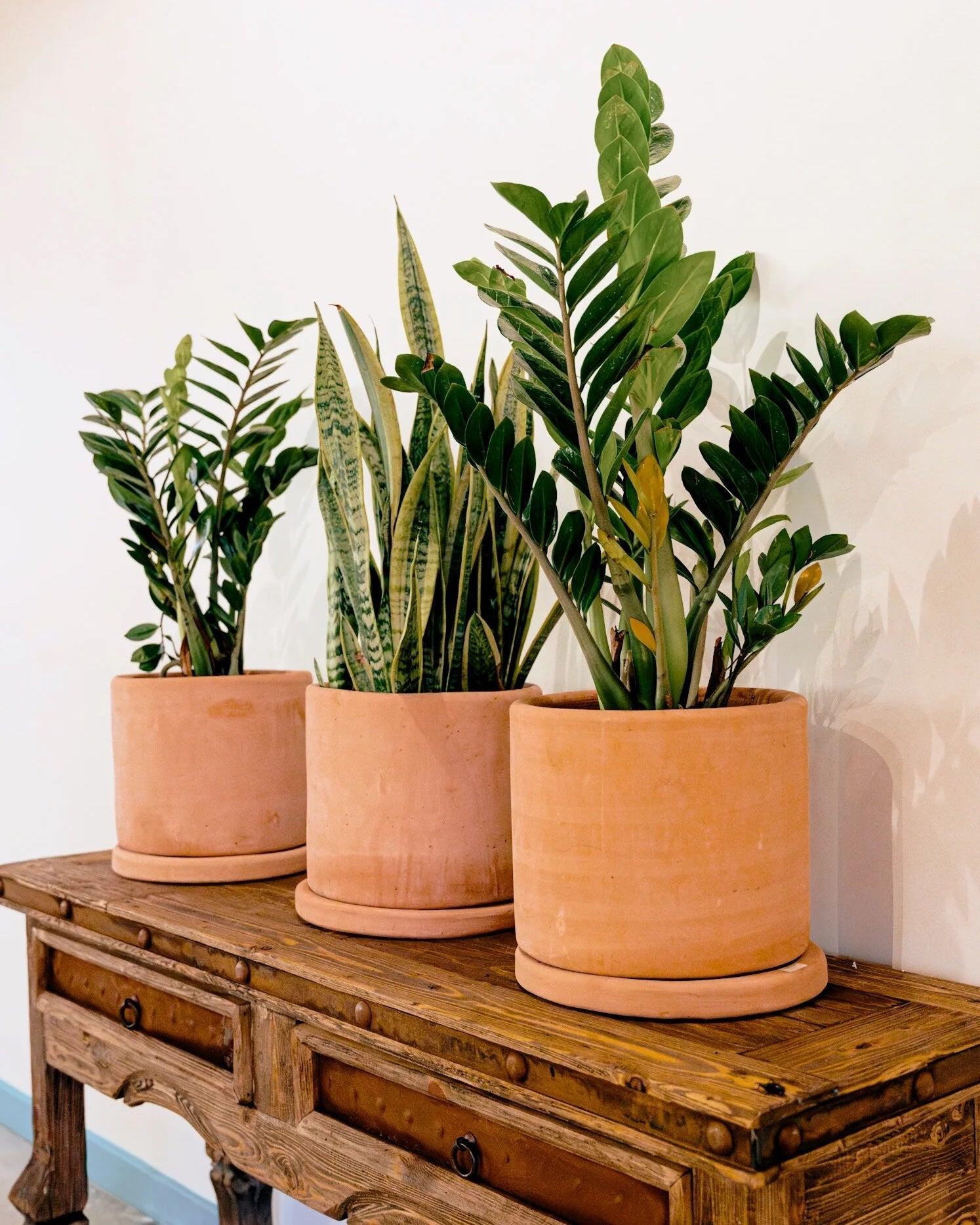 Clay & Terracotta Planters