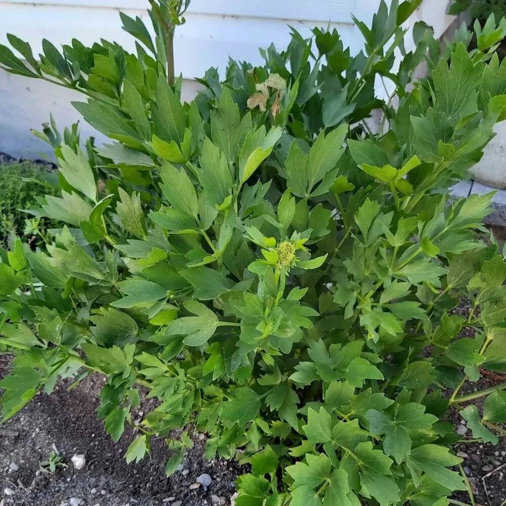 Lovage