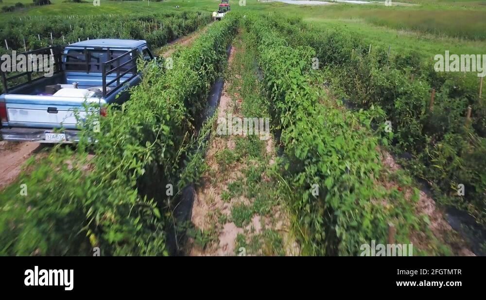 General Fruit and Vegetable Pickers