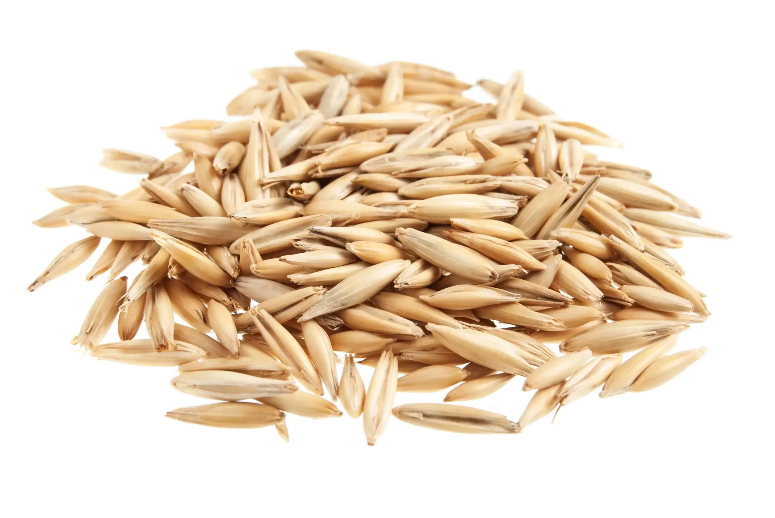 Oats Seeds