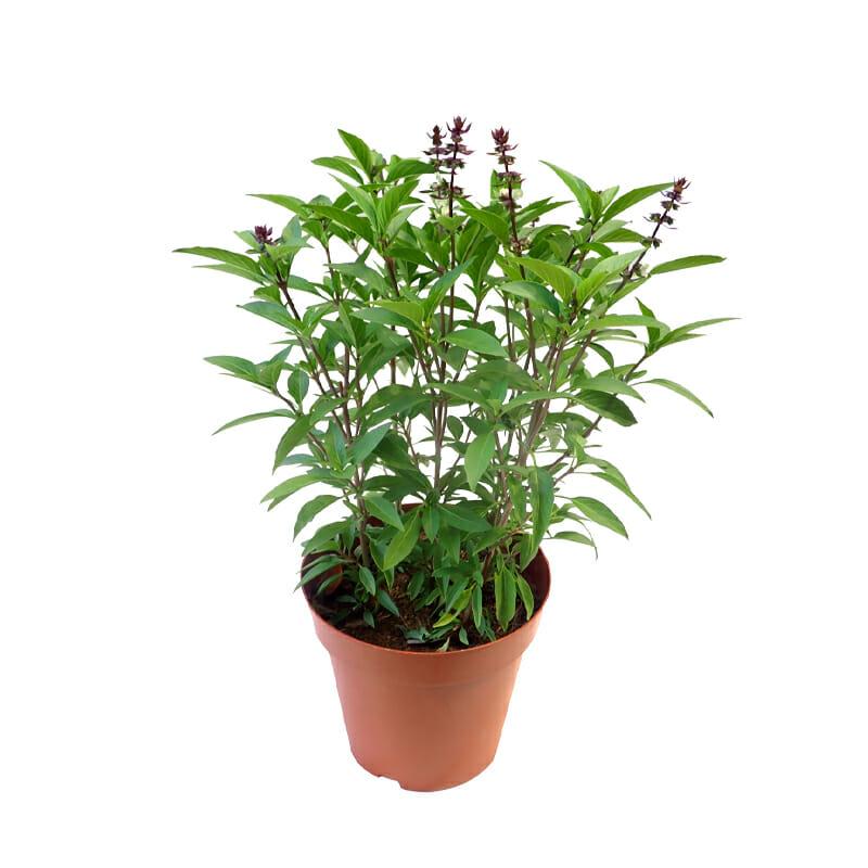 Thai Basil