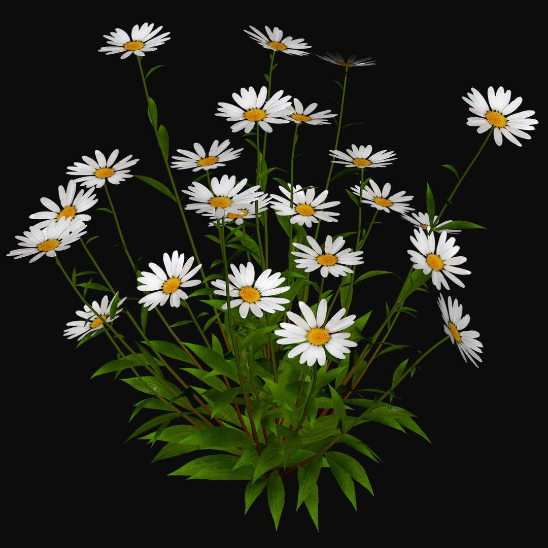 Chamomile Flowers